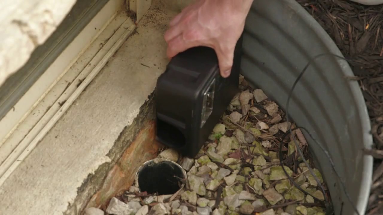 How to Prevent Mice and Rats from Entering Your Home