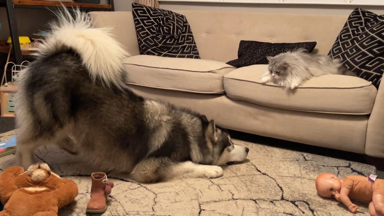 This Cat Is Crazy! Milo v Teddy Battles