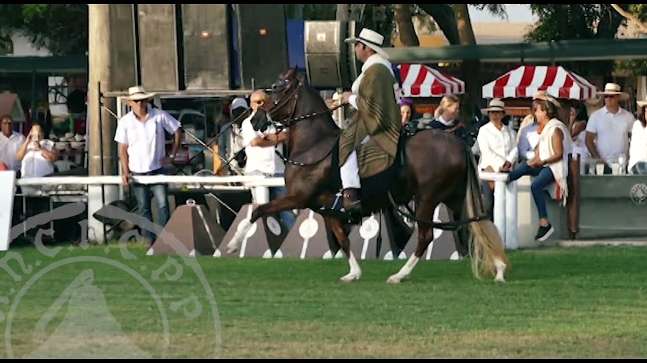 CAMPEONA DE CAMPEONAS HEMBRA - CONCURSO NACIONAL 2019 [ANCPCPP]