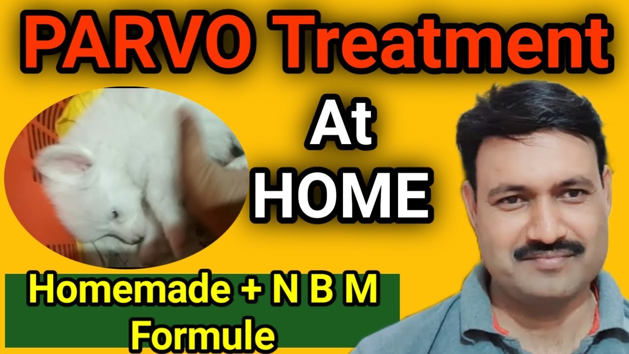 Parvo Dog virus home treatment / Dog Parvo treatment at home पार्वो वायरस Ramawat Dog care