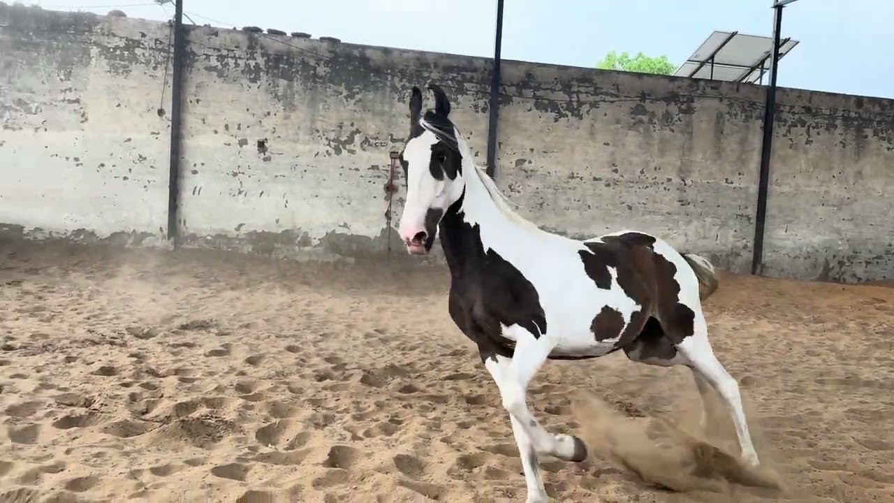 Beautiful Mare Rani Pregnant By Champion Poras Rohna Stud Farm 