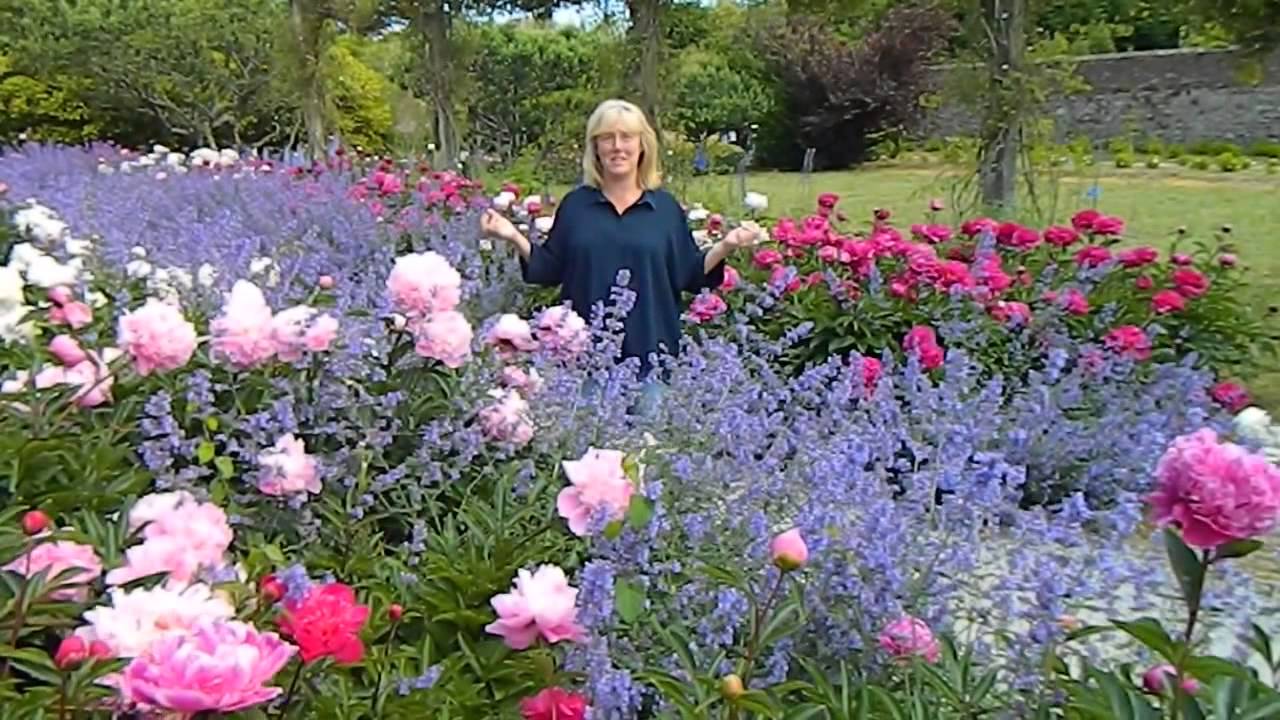 Peonies in Mount Congreve, Waterford