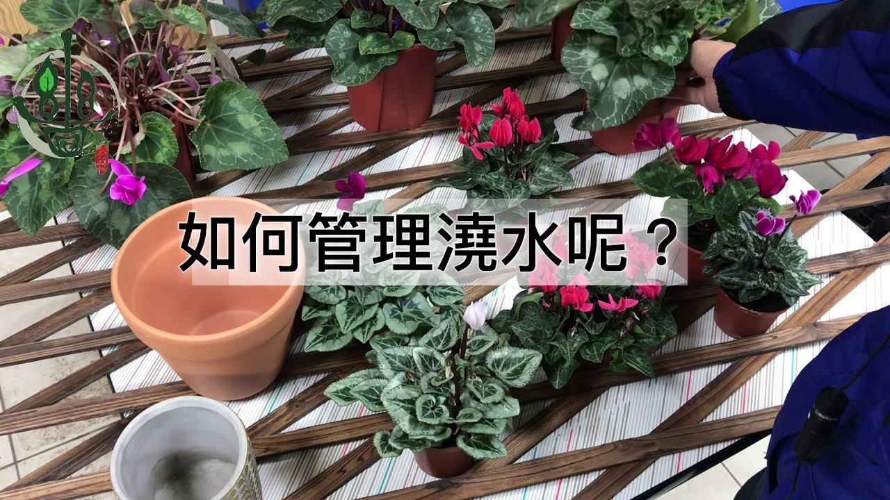 仙客來好美但要怎麼挑?帶回家要怎麼照顧?【園藝店老闆不會教你的事#2】