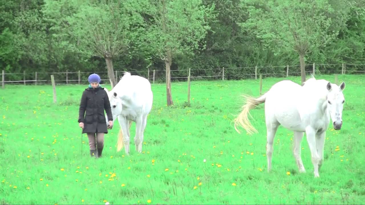 samen wandelen met mijn paarden in vrijheid