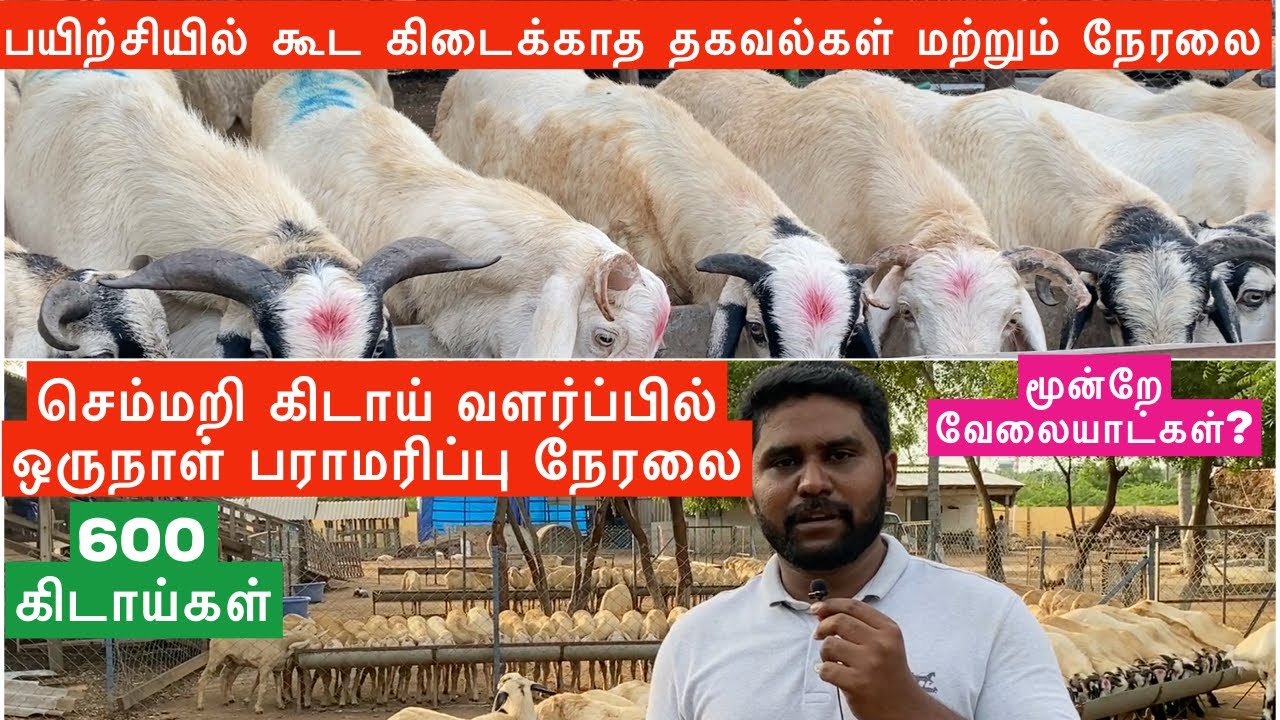 600 sheeps - one day 🐏 farm management and activities | செம்மறி கிடாய் வளர்ப்பில் தினசரி வேலைகள்