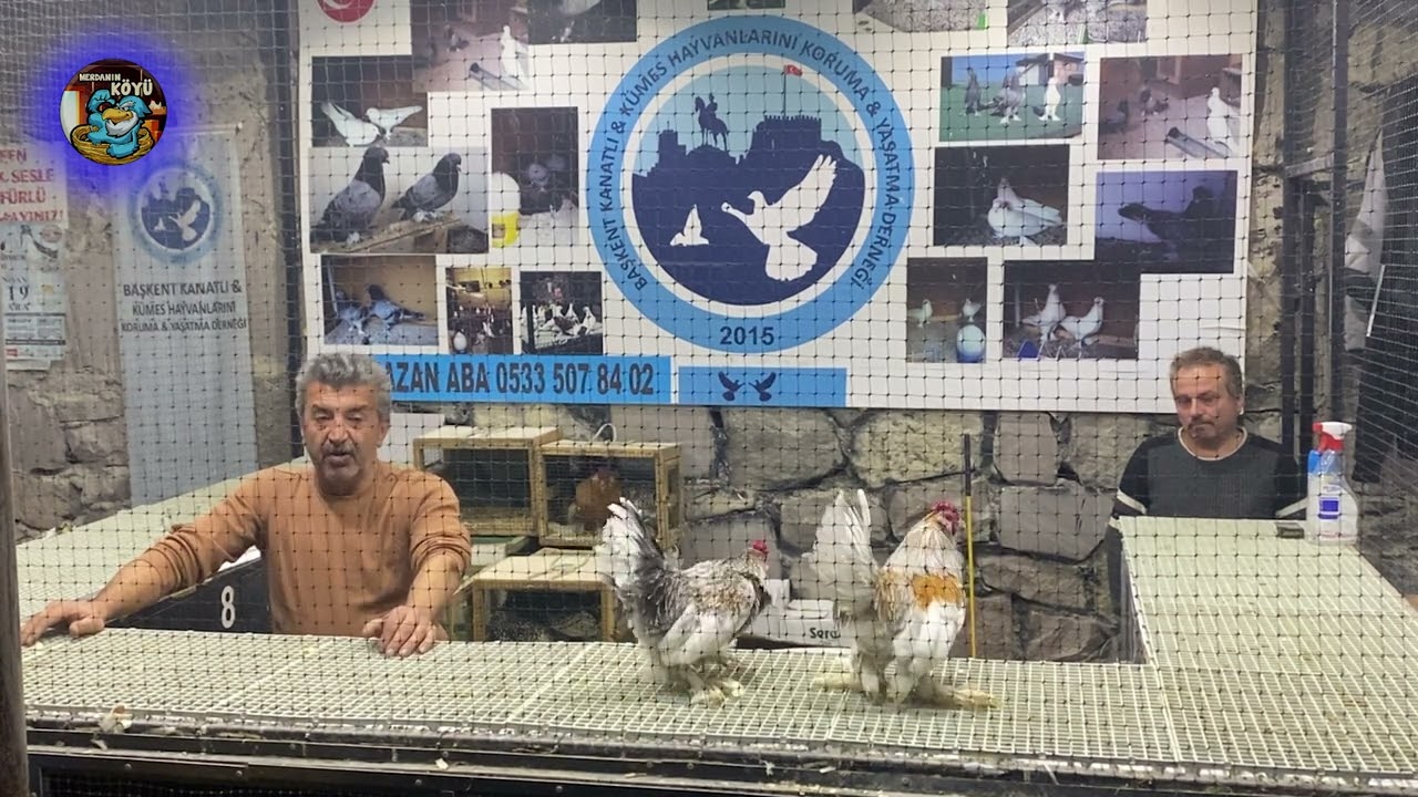 Ankara tavuk mezatı 2023 12 Kaz ördek İspenç Sussex zibrit brahma fiyatları