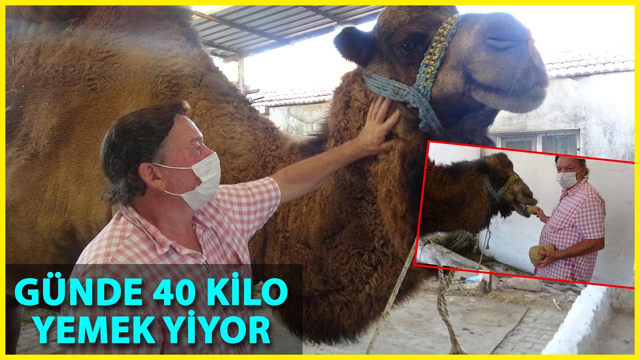 Pehlivan Develer Güreşlere Özel Karışımlı Besinle Hazırlanıyor