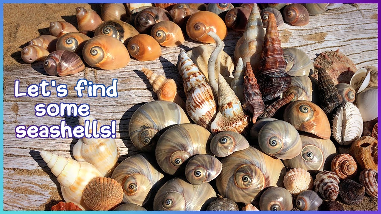 Finding Shells Hervey Bay | Sweet Swirly Seashells [Virtual Shelling]