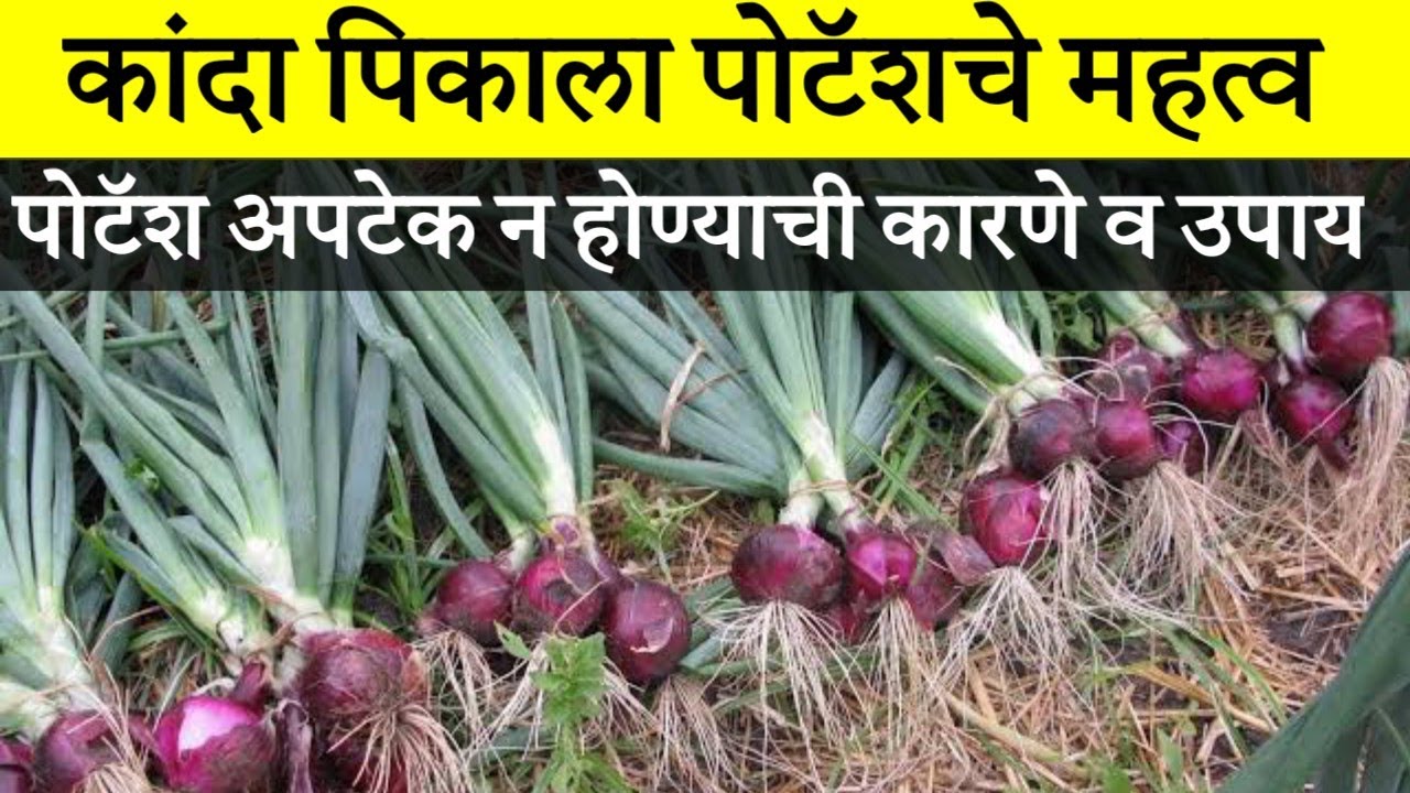 कांदा पिकाला पोटॅशचे महत्व / कांद्याला कोणते व किती पोटॅश द्यावे / पोटॅश अपटेक करण्यासाठी उपाय
