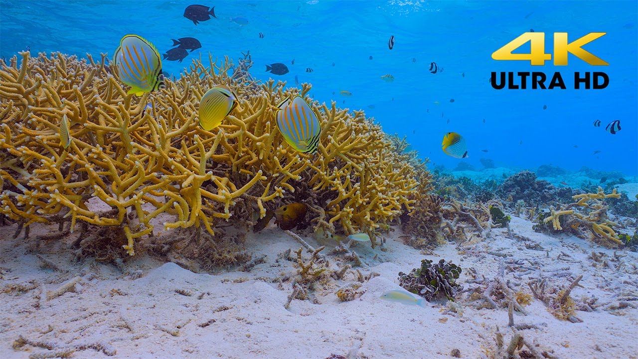 Relaxing Underwater Views - Stunning Moorea Lagoon in 4K