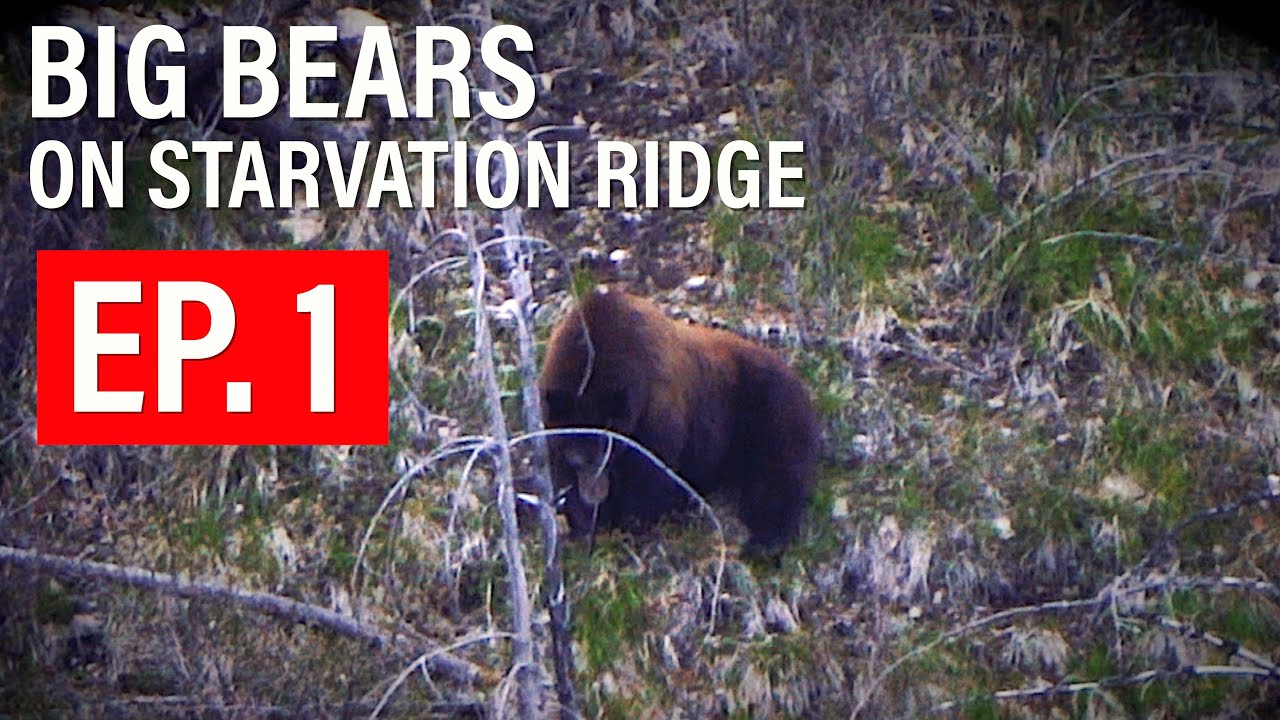 HUNTING BIG BEARS ON STARVATION RIDGE | 🎬 GRITTY 4K FILM