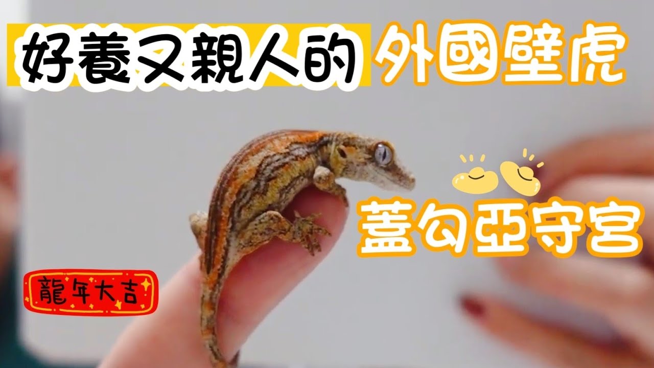 我們抽到一隻 蓋勾亞守宮 好養又漂亮的小爬蟲 睫角守宮的鄰居 陸龜養膩了 龍年養爬蟲