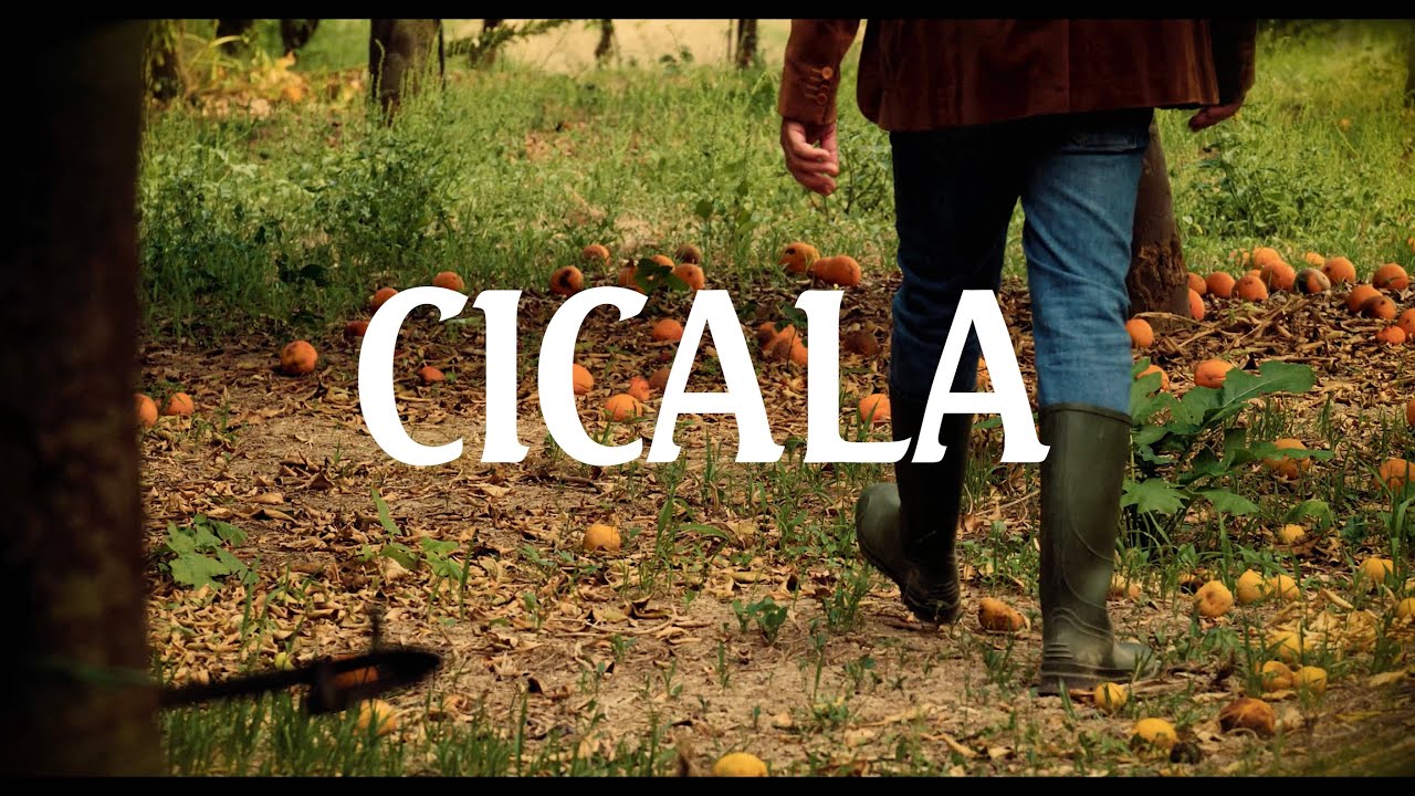 R.A.M.O.N.N. - Cicala (Official Video)
