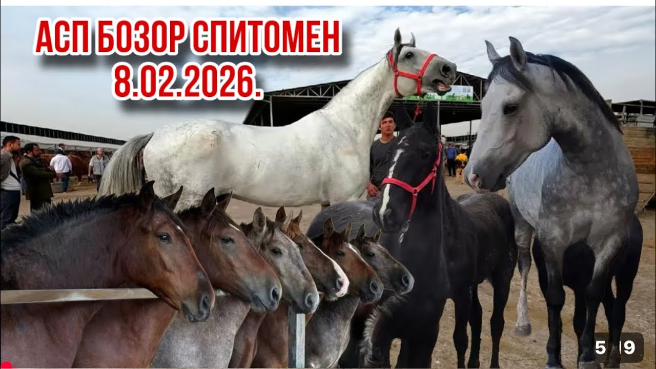 Аспбозор 8 февраля 2026 г.