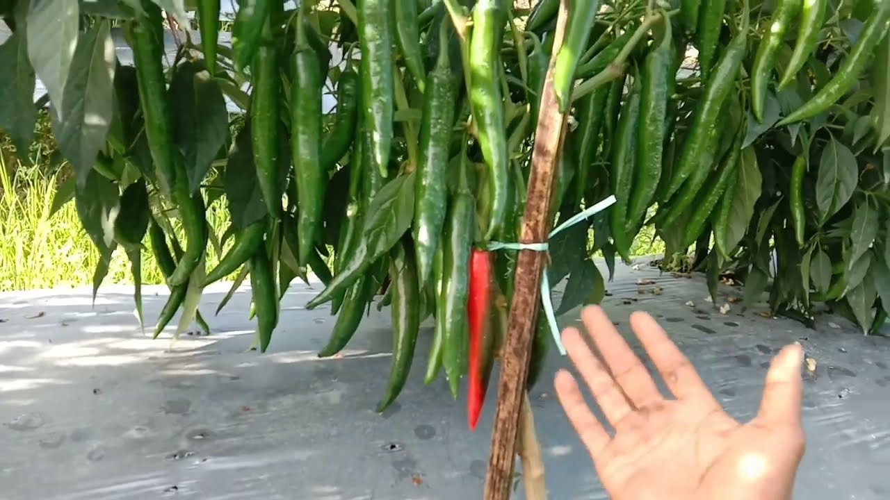cabe besar darmais buah sampai 1,5-2kg / pohon