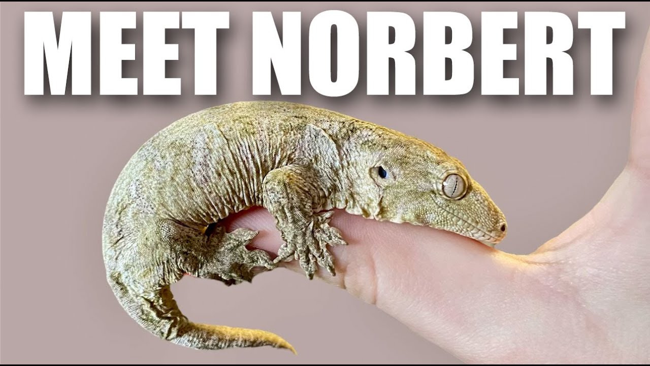 Norbert our Leachianus Gecko, (Rhacodactylus leachianus),  a new larger Nature Inspired Enclosure.