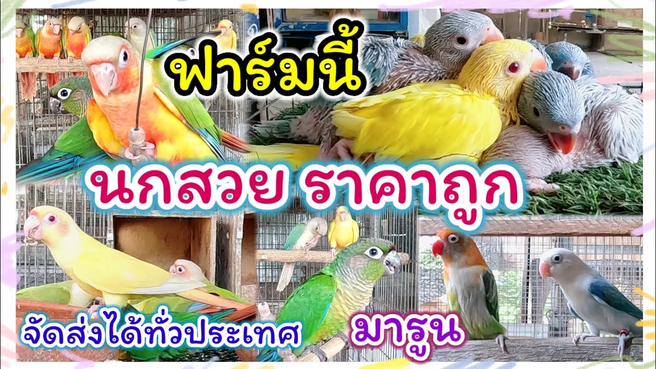 นกสวย ราคาถูก จัดส่งได้ทั่วประเทศ บ้านวัวงาม ฟาร์มนก (บังมาน) ฉะเชิงเทรา