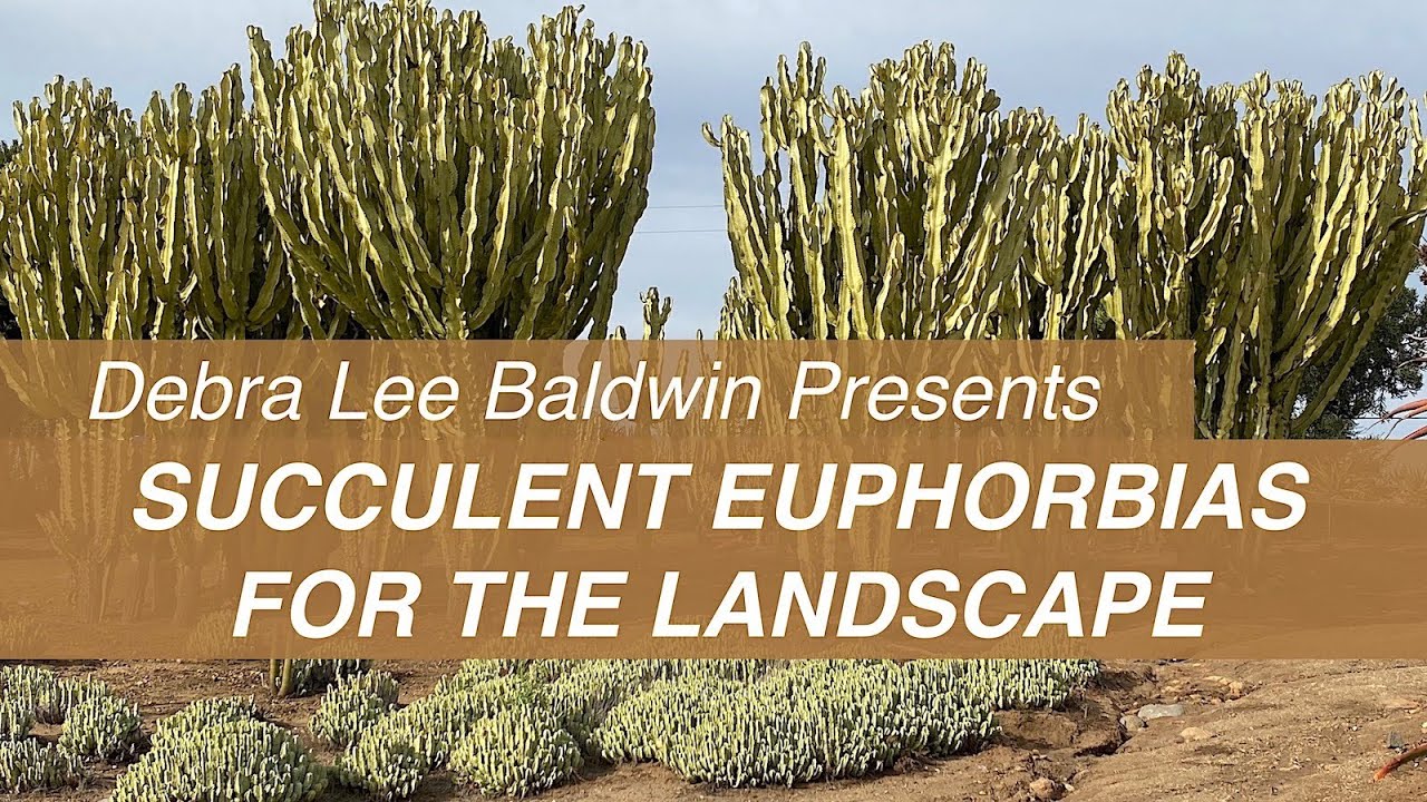 Large Succulent Euphorbias for Gardens & Landscapes