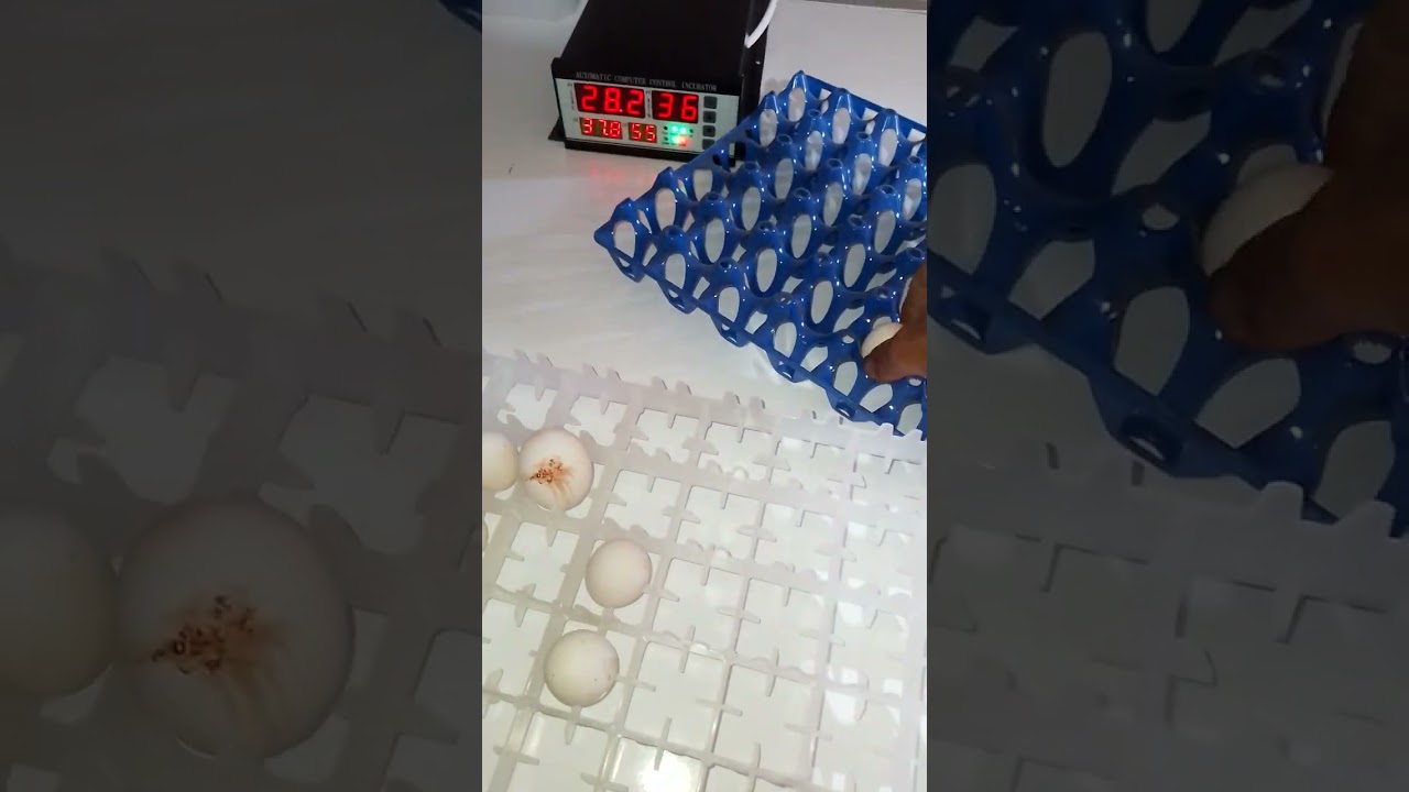 فقاسة افيبال حجم 704بيض دجاج
