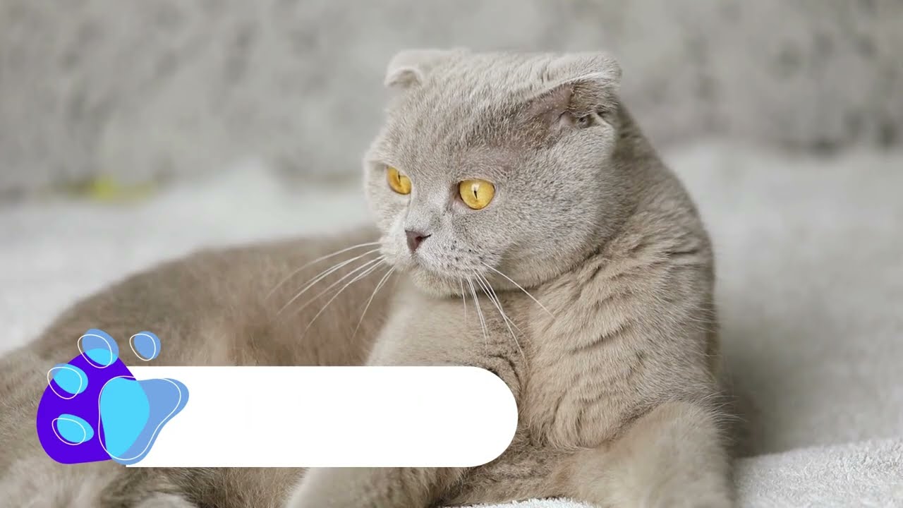 What Do Cats Think About All Day? | FVEAP