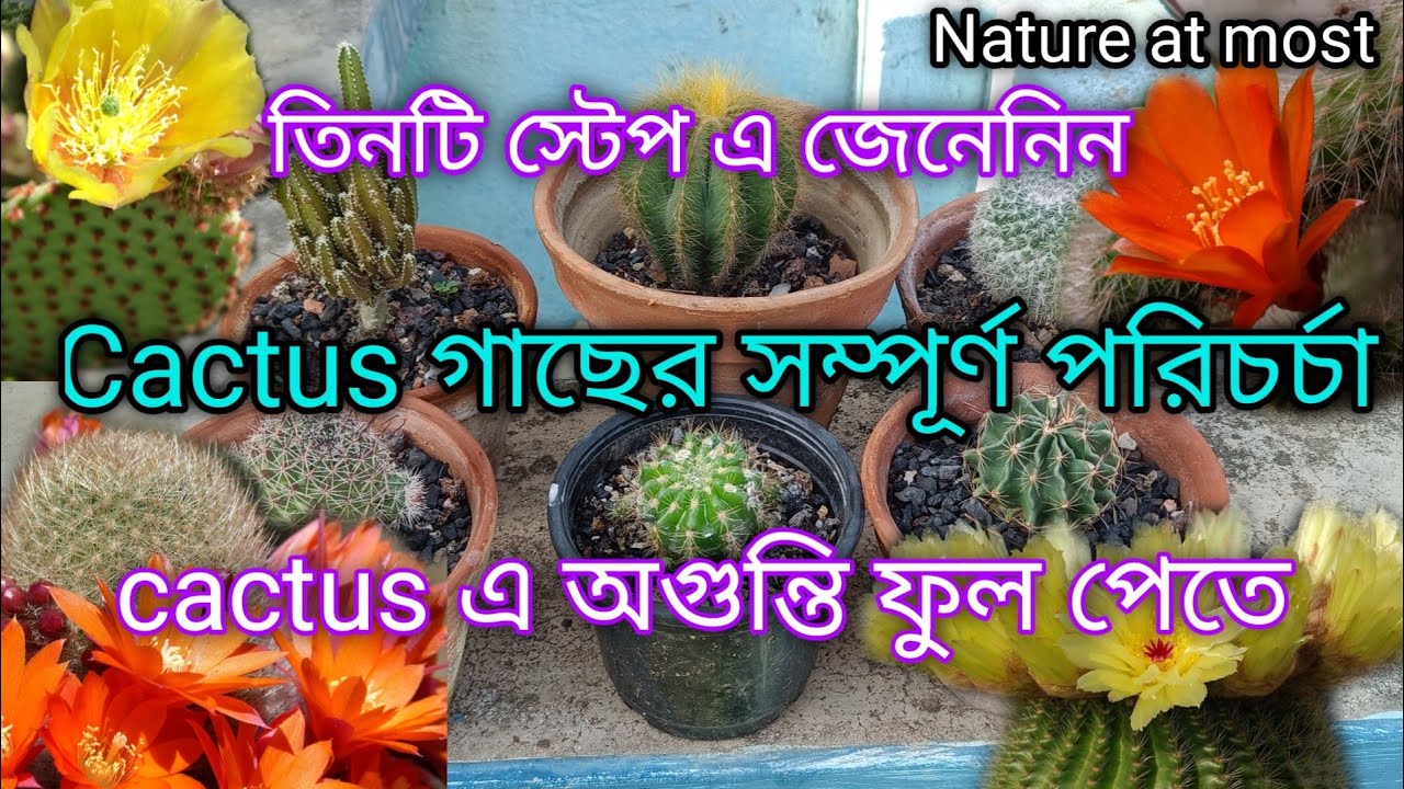 Cactus গাছের সম্পূর্ণ পরিচর্চা জেনেনিন তিনটি স্টেপ এ | Cactus plant care, Potting mix Nature at most