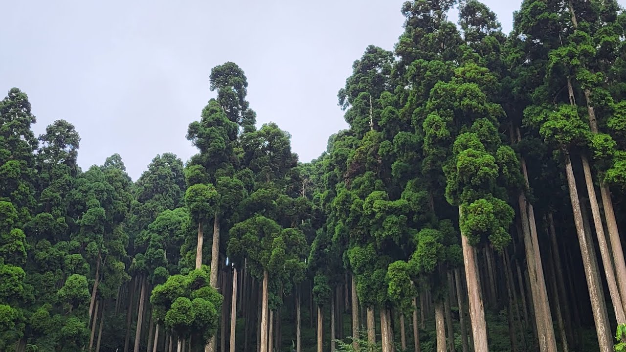 আজ আমাদের গন্তব্য darjeeling  থেকে Lamahata  eco tourism park...