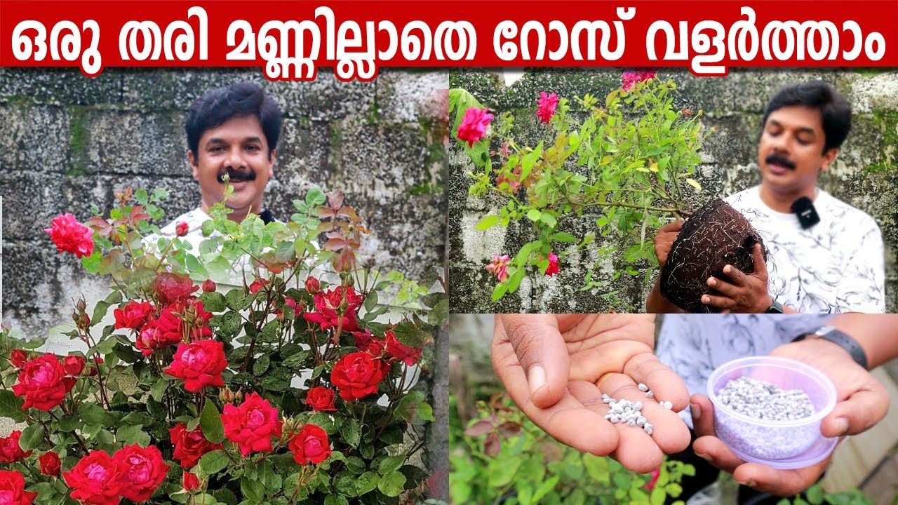 ഒരു തരി മണ്ണില്ലാതെ റോസ് വളർത്താം | മുറ്റം നിറയെ റോസാപ്പൂവിന് ഇങ്ങനെ ചെയ്താൽ മതി | Rose Potting Mix