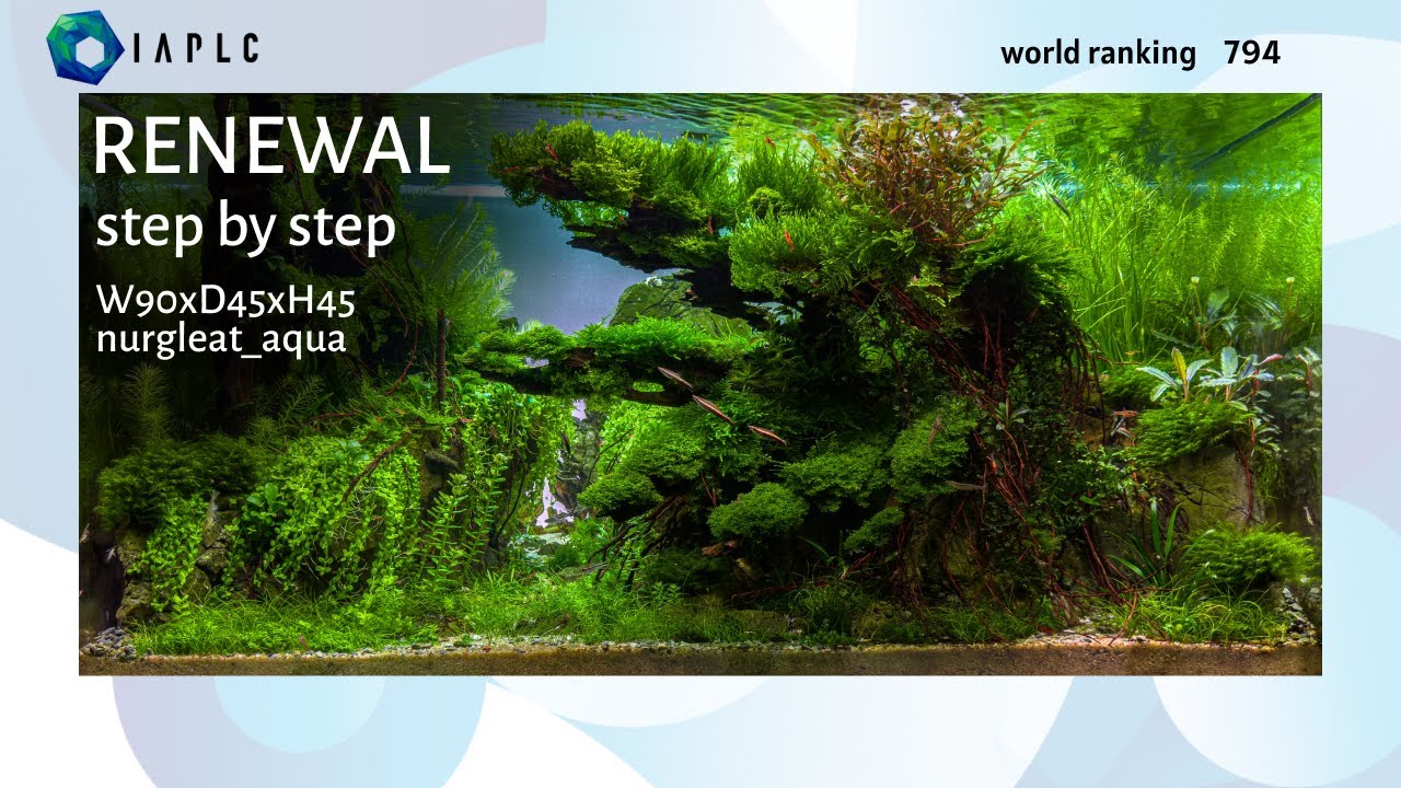 Renewal, Wolrd Ranking... 794. Step by step. Photo + video 4k60
