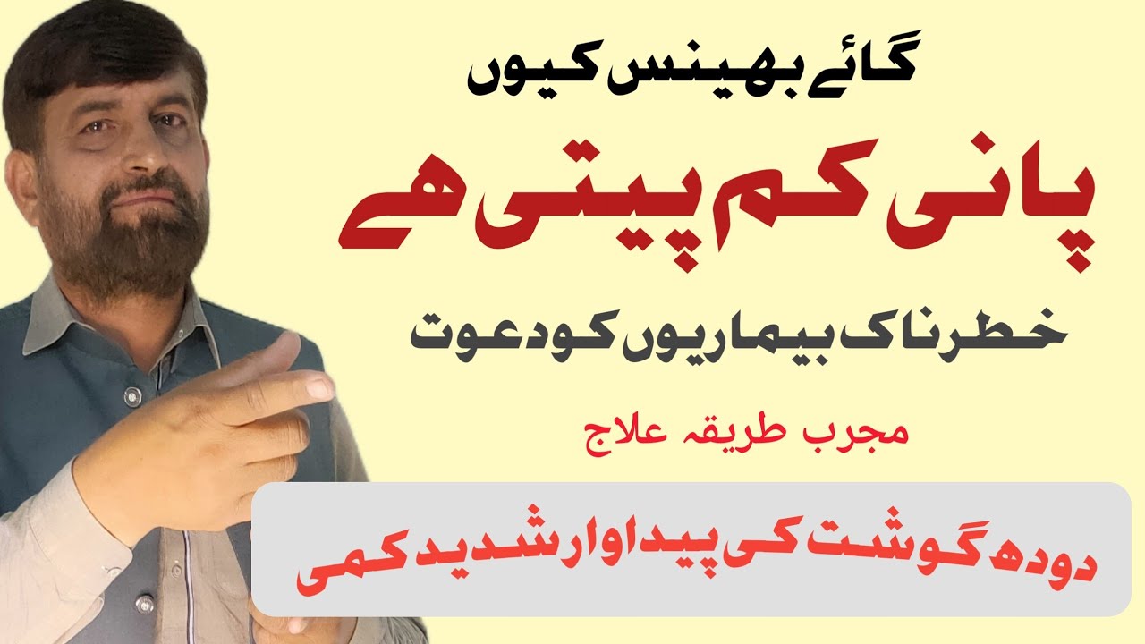 Buffalo Cattle  پانی Kam پیتی Hain | Gaye Bhains Ko Pani Zaida پلانے Ka مجرب Tarika ilaj