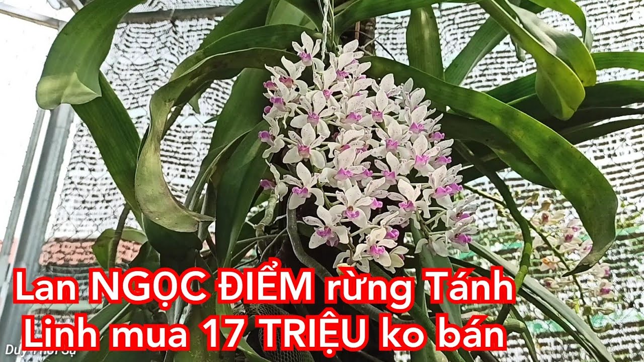 Cây Lan Rừng Ngọc Điểm quý hiếm trả 17 triệu không bán đ'ộc lạ Tánh Linh - Bình Thuận