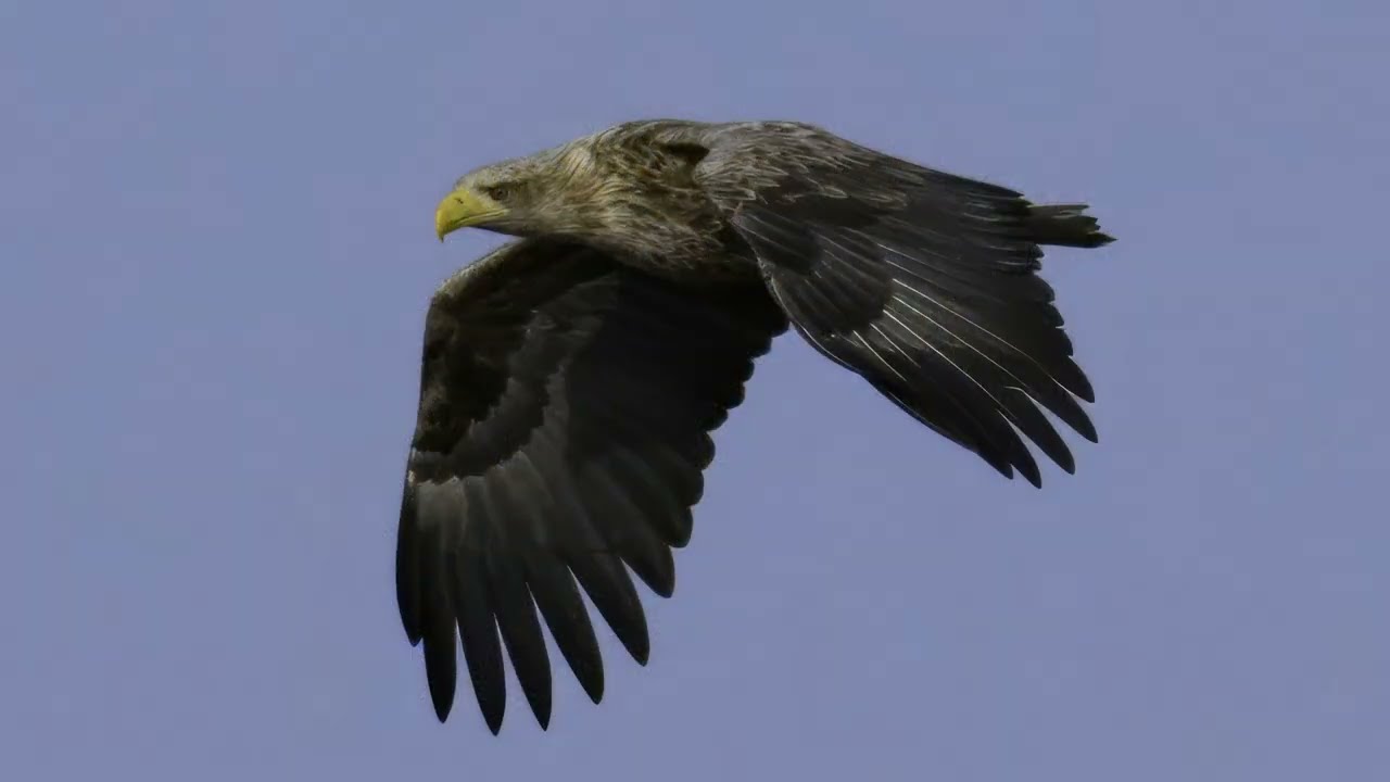 Birding in Denmark - Hillerød - March 15th 2025 - VLOG_01