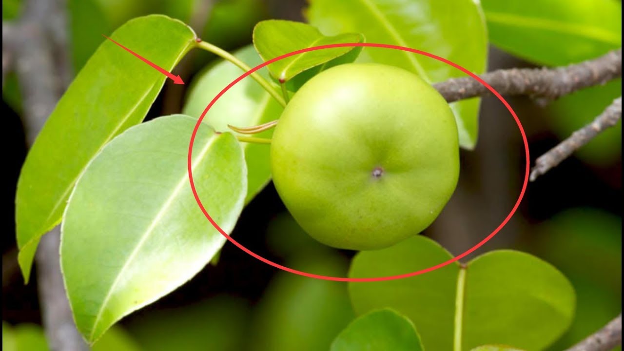 现实版&ldquo;毒苹果&rdquo;！世界最危险的果树，形如青苹果却全身带有剧毒 不能吃，不能摸。不能砍