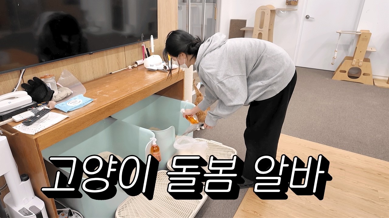 고양이 19마리가 동시에 깨면 생기는 일