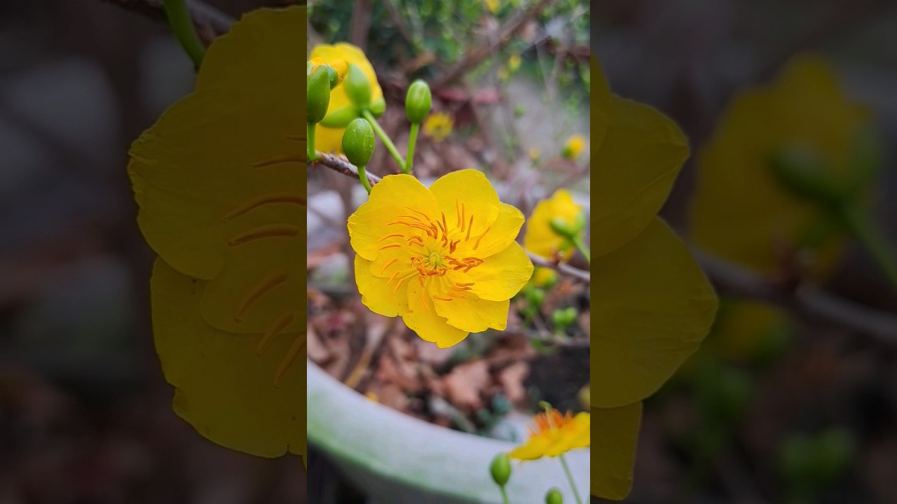 Mai giảo c&aacute;nh xo&aacute;y, xo&aacute;y lu&ocirc;n cả nhị #maivang #maivanggoden #maivangnguyennhan
