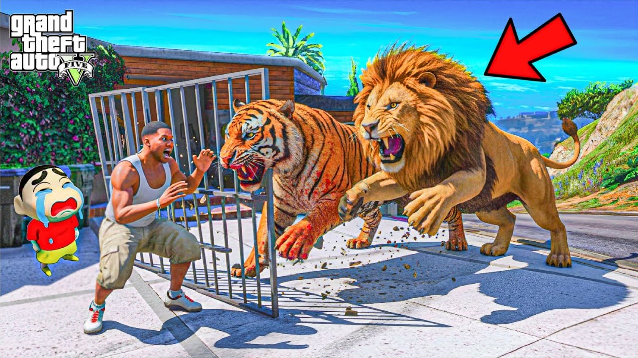 GTA 5 : Franklin & Shinchan Trapped Between Lion & Tiger 😱 | GTA 5 Bangla Gameplay
