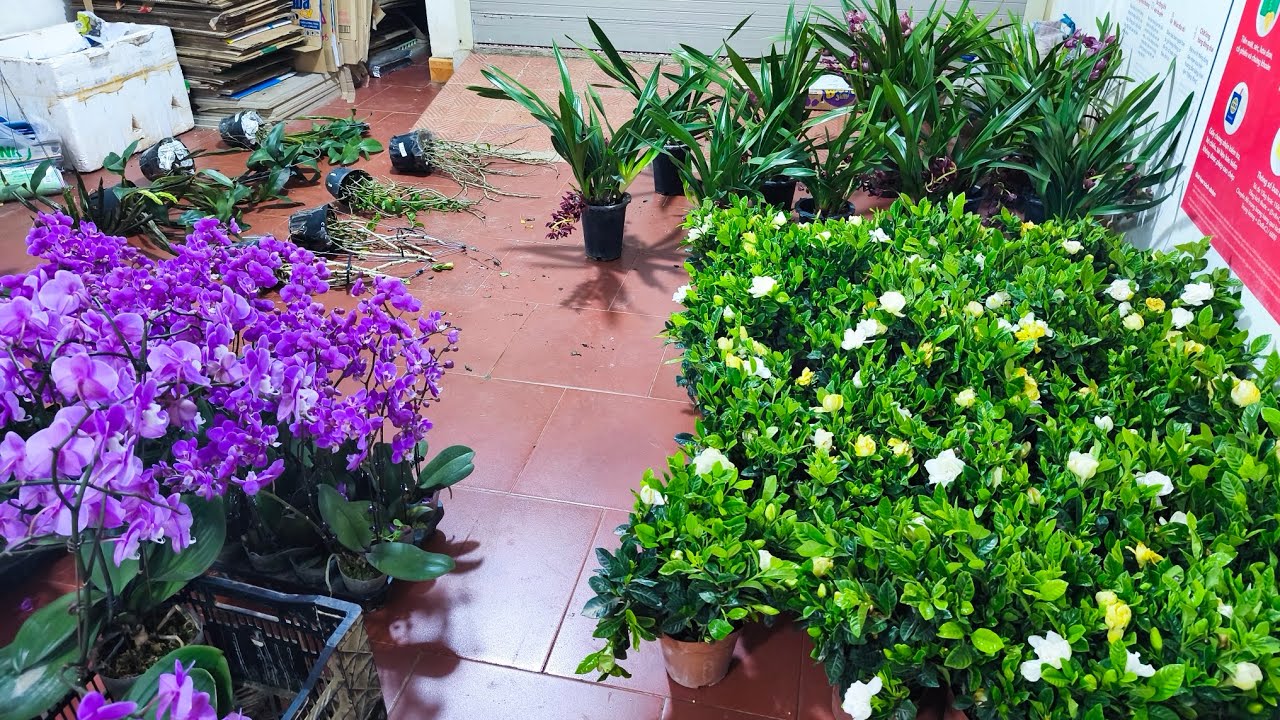 Siêu rẻ các loại lan..0392598516