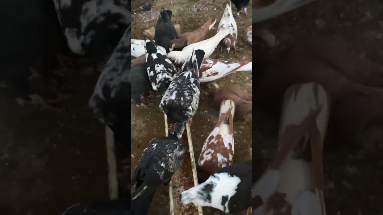 Feeding time sa mga off color natin pigeons