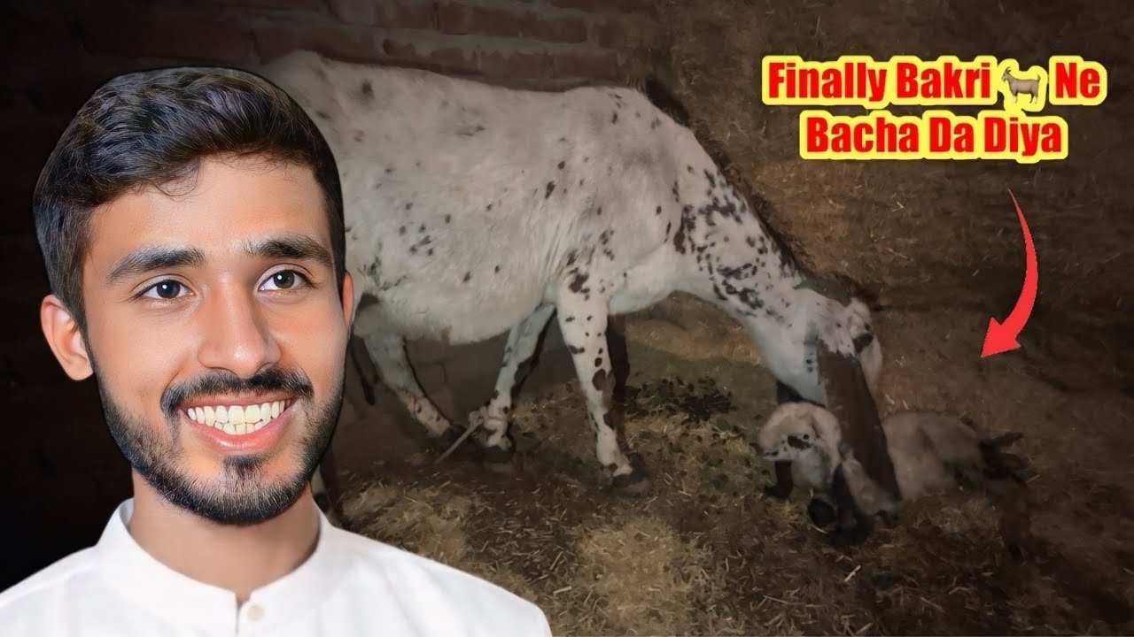 Finally White Bakri Ne Bacha Da Diya 😍