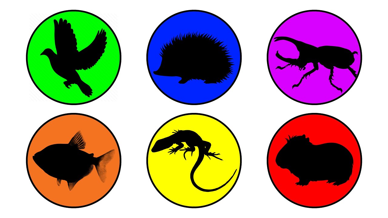 Pets: Beetle, Fish, Guinea pig, Iguana, Hedgehog, Pigeon