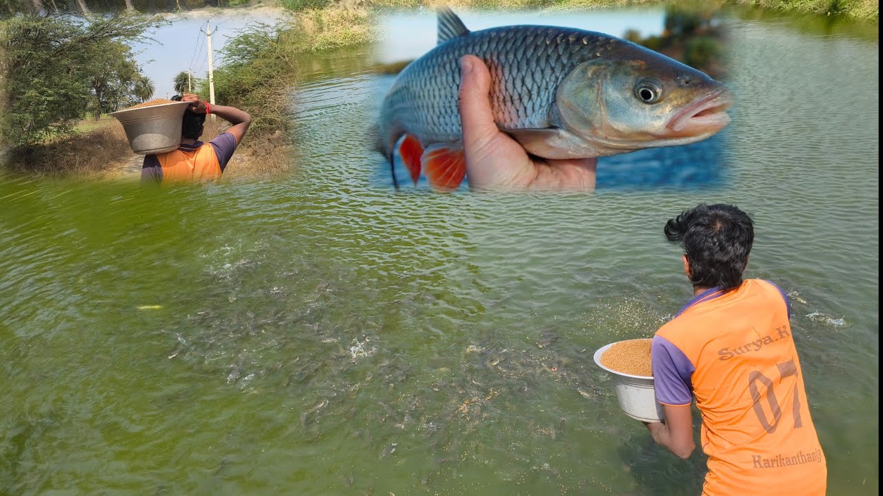 மீன் பண்ணை வீடியோ தமிழ் #fishing #மீன் #video #trending #fish 