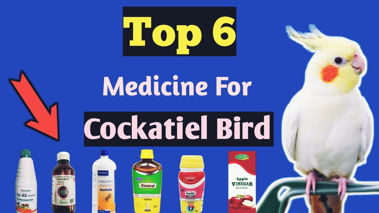 Best Medicine For Cockatiel Bird | कॉकटेल ब्रीडिंग के लिए जरूरी दवाईया | Cockatiel Care Medicine  💊