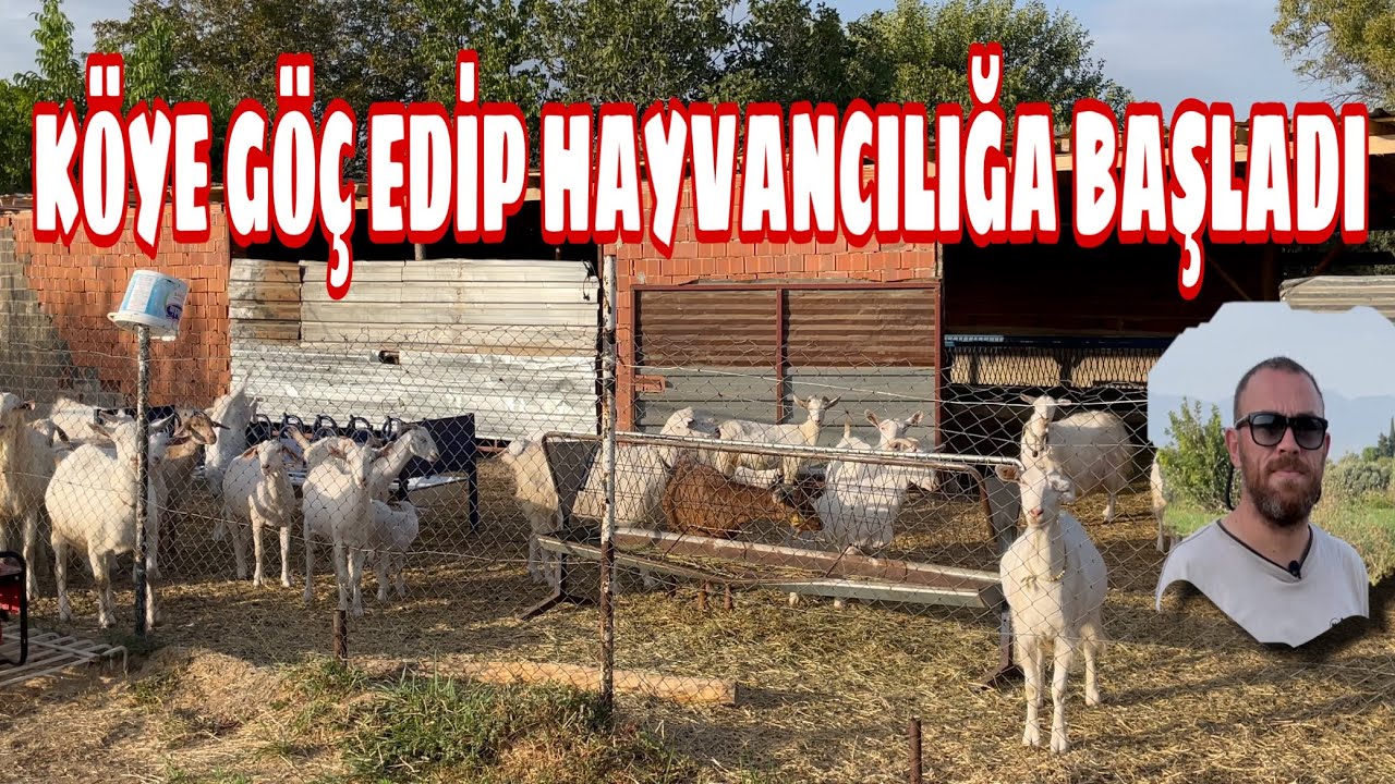 ŞEHİRDEN KÖYE GÖÇ EDİP SAANEN KEÇİ BAKARAK PARA KAZANMAYA BAŞLADI