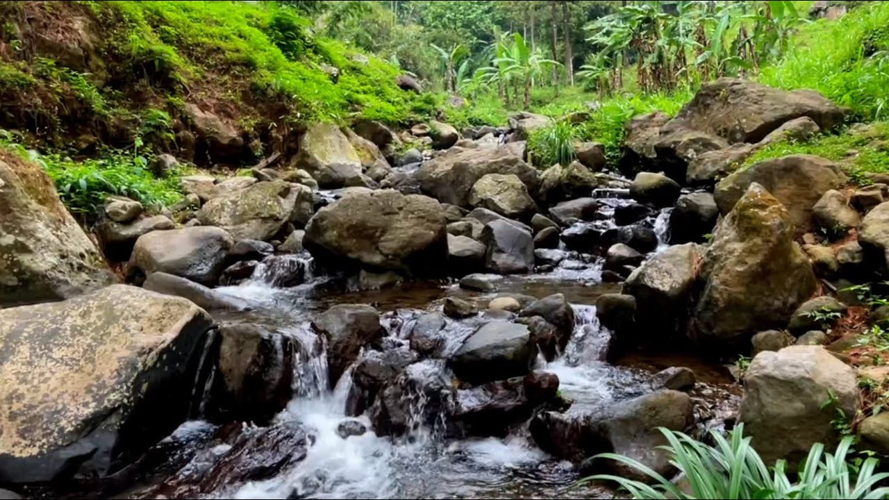 Experience Pure Calm with This Gentle River Hidden Inside a Pine Woodland