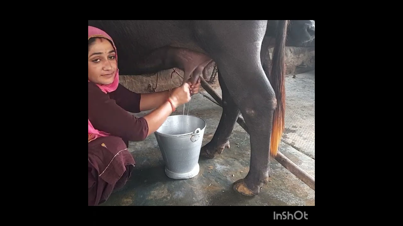 buffello milking by hand ✋️ haryanvi Village life #milking #youtube #hardwork #like #subscribers 🙏🏻🐃