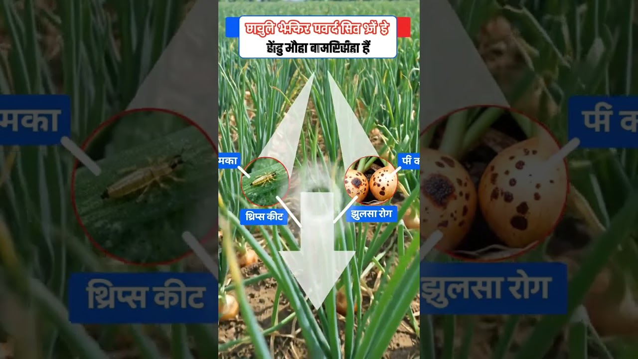 #remix #music #farmingtraditions #agriculturefarming #onion #viralvideo
