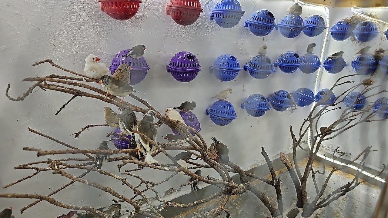 43#/جبنا للحب انثاي🐦وبالاضافه الى جوز فنجس رائع🐦🐦❤️