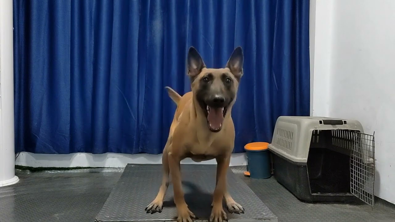 马犬的服从性究竟有多高？看了不得不服，惊呆了....