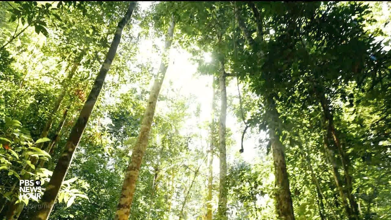 How Brazil nuts are helping protect the Amazon rainforest
