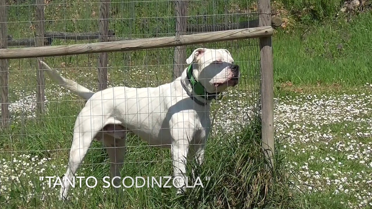 Interazioni tra cani e famiglie: relazione e comunicazione