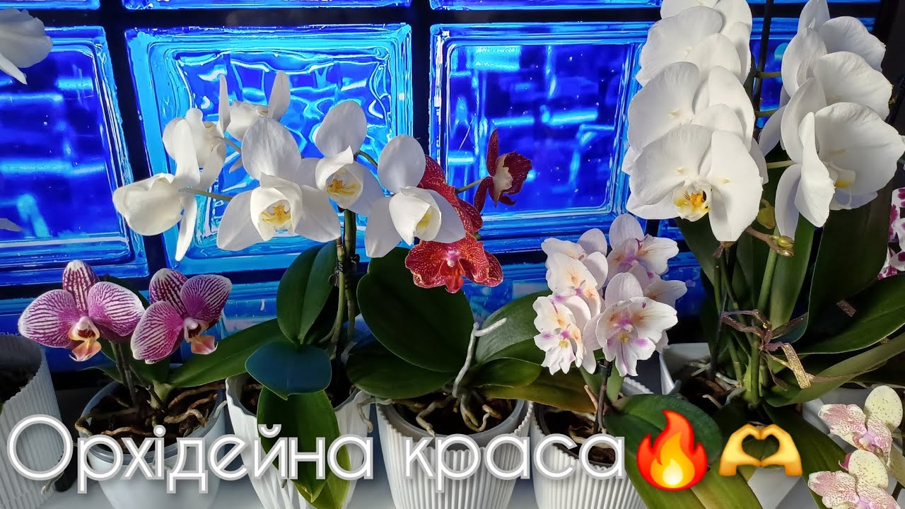 Орхідеї в сонячних променях🔥☀️🌿🌞.  #orchid #орхідеї #peloric #орхідеїметелики #butterfly 